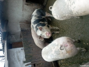 porci de vânzare  - imagine 4