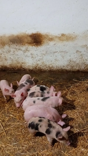 Vând purcei  pietrean - imagine 2