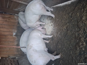 vand  porci de carne landras - imagine 2