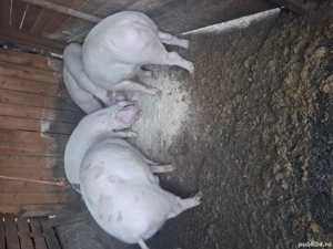 vand  porci de carne landras - imagine 3