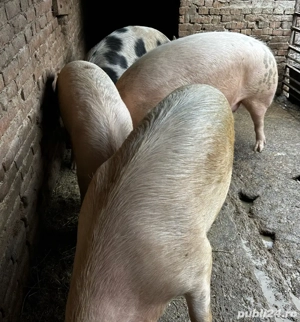 Porci tineri de carne  - imagine 5