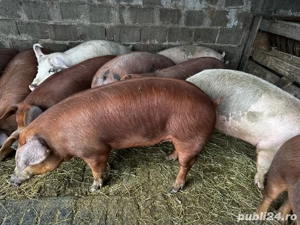Porci tineri de carne  - imagine 5