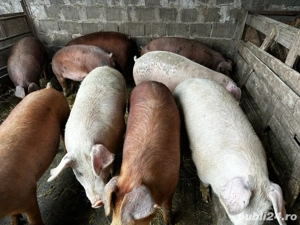 Porci tineri de carne  - imagine 2
