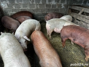 Porci tineri de carne  - imagine 3