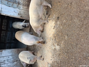 vand soldani  - imagine 3