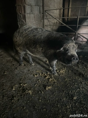 porci mangalita - imagine 5