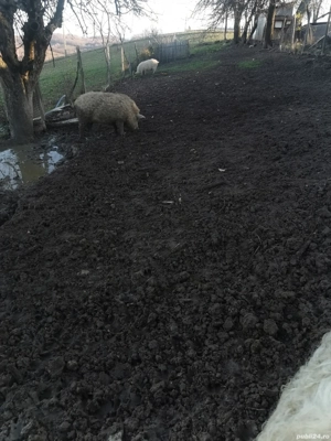 Porci mangalita  - imagine 3