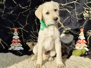 Pui labrador cu pedigree  - imagine 4