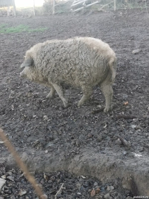 Porci mangalita  - imagine 2
