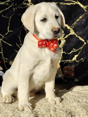 Pui labrador cu pedigree  - imagine 3
