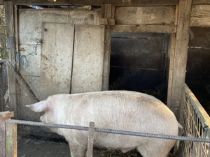 Porc de vanzare  - imagine 2