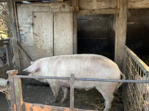 Porc de vanzare  - imagine 4