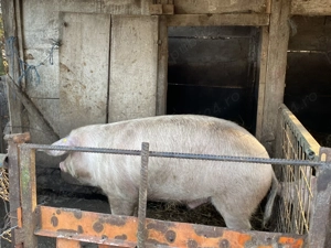 Porc de vanzare  - imagine 3