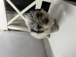 Vand catei de rasa bichon havanez super dragalasi si pufosi - imagine 2