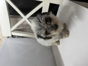 Vand catei de rasa bichon havanez super dragalasi si pufosi - imagine 3