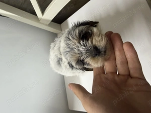 Vand catei de rasa bichon havanez super dragalasi si pufosi