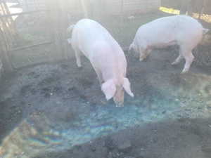 Porci de vanzare  - imagine 2