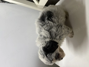 Vand catei de rasa bichon havanez super dragalasi si pufosi - imagine 5