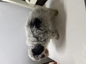 Vand catei de rasa bichon havanez super dragalasi si pufosi - imagine 4