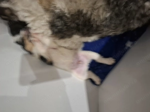 Fox terrier sarmos - imagine 3