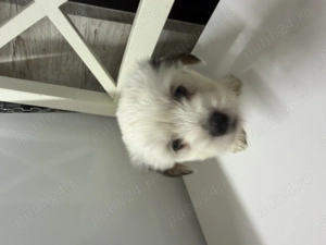 Vand caine bichon havanez in varsta de aproape 2 luni mananca singuri - imagine 2