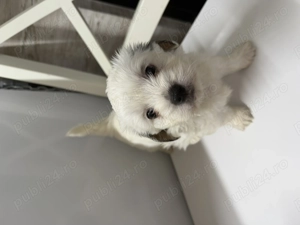 Vand caine bichon havanez in varsta de aproape 2 luni mananca singuri - imagine 3