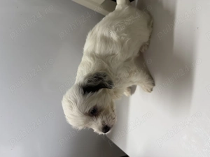 Vand caine bichon havanez in varsta de aproape 2 luni mananca singuri - imagine 5