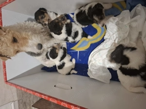 Fox terrier sarmos - imagine 5