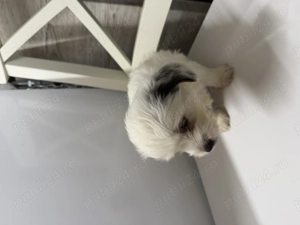 Vand caine bichon havanez in varsta de aproape 2 luni mananca singuri - imagine 4