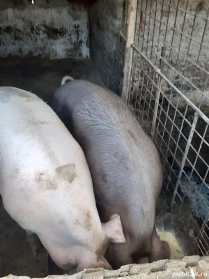 de vanzare porci crescuti an gospodarie  - imagine 3
