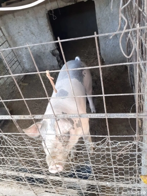 de vanzare porci crescuti an gospodarie  - imagine 2