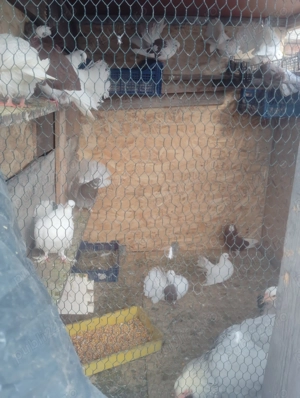 Porumbei de ornament sunt foarte sunt frumosi tratament la ziii ii dau că am prea multi 