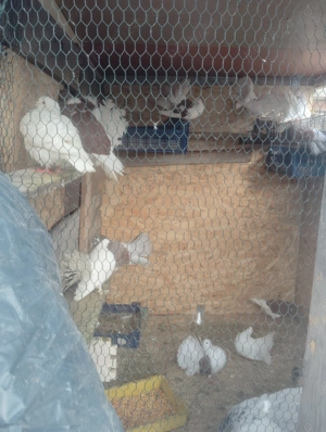 Porumbei de ornament sunt foarte sunt frumosi tratament la ziii ii dau că am prea multi  - imagine 2