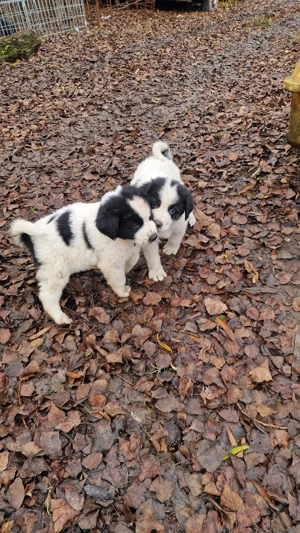 Ciobănesc de Bucovina 