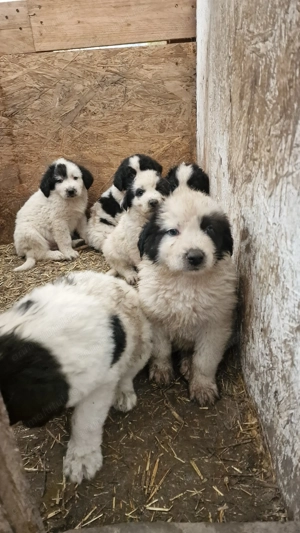 Ciobănesc de Bucovina  - imagine 3