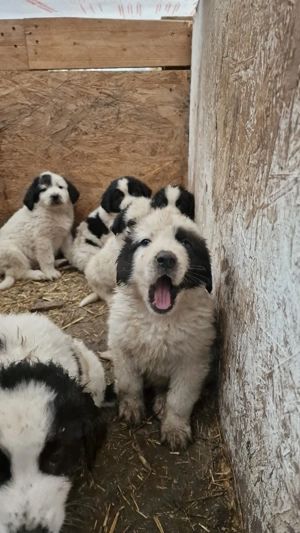 Ciobănesc de Bucovina  - imagine 2
