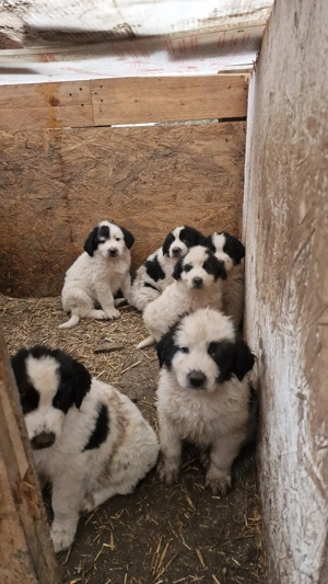 Ciobănesc de Bucovina  - imagine 5