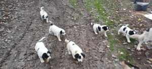 Ciobănesc de Bucovina  - imagine 4