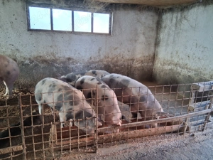 Porci din rasa petrean 
