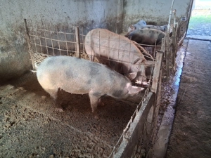 Porci de carne  petrean - imagine 5