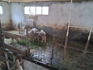 Porcii  crescuți bio - imagine 5