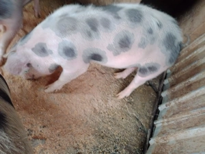 Porci de vanzare - imagine 2