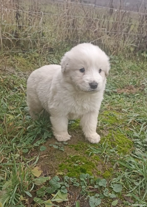 Donez patru metiși (Golden Retriever)