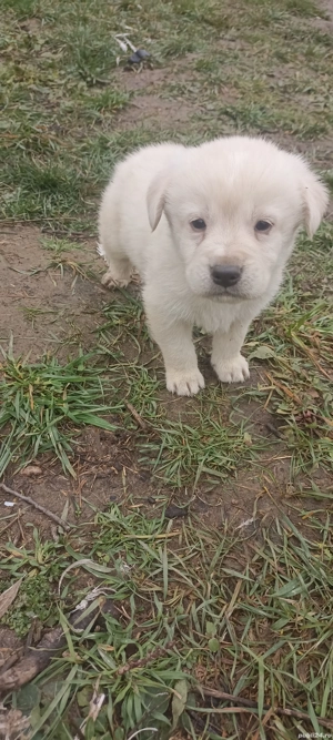 Donez patru metiși (Golden Retriever) - imagine 3