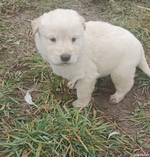 Donez patru metiși (Golden Retriever) - imagine 2