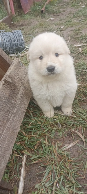 Donez patru metiși (Golden Retriever) - imagine 4