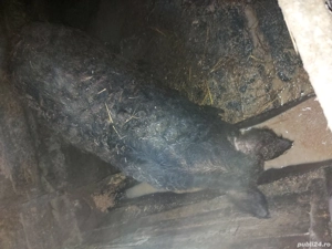 vand porc  - imagine 2