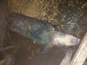 vand porc  - imagine 4