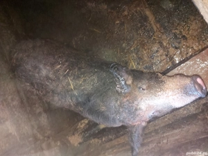 vand porc  - imagine 3