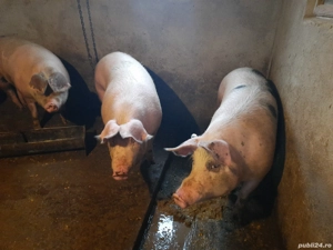 Porci pentru sacrificare  - imagine 2